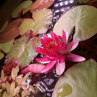 CỦ SÚNG/ CỦ SEN THÁI ĐỎ - TRỒNG HẬU CẢNH HỒ CÁ THUỶ SINH | TRỒNG CẢ CỦ SÚNG XUỐNG NỀN CÁT KHÔNG CO2