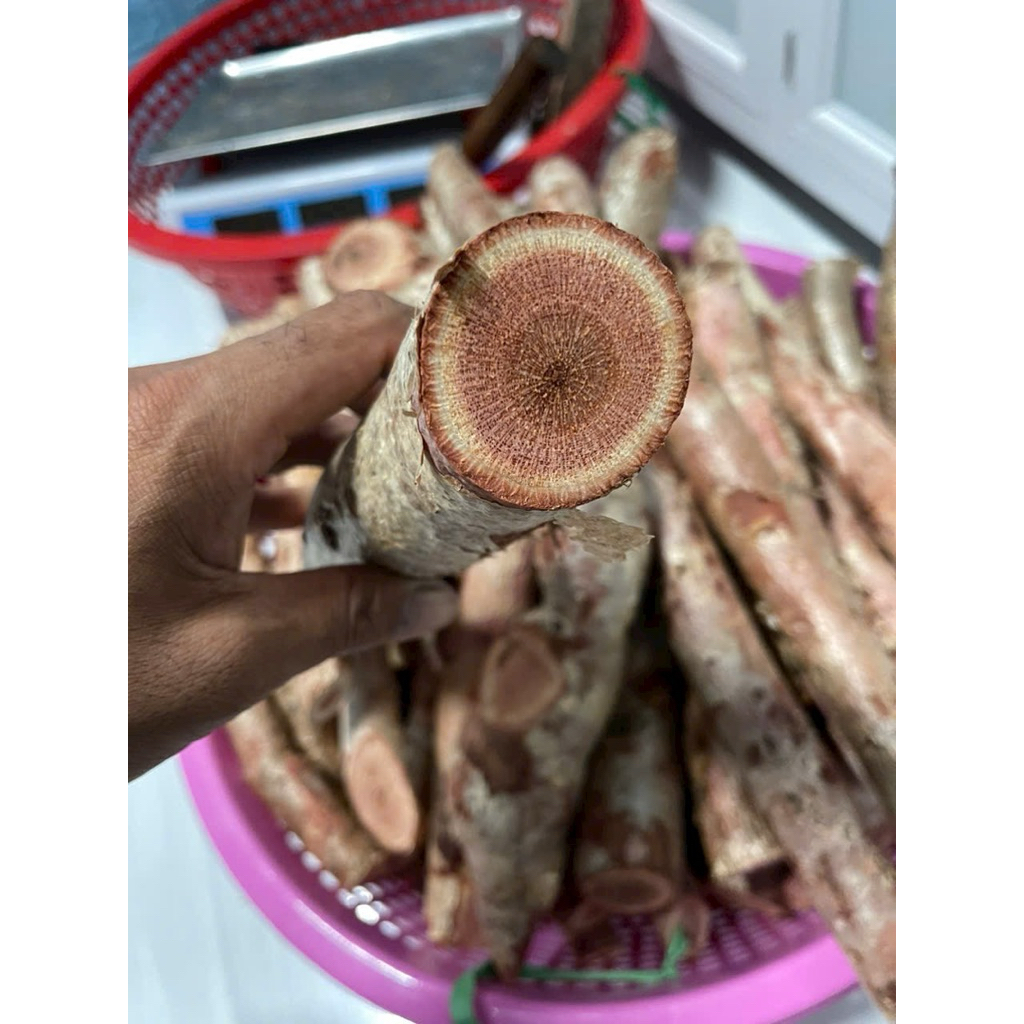 Sâm Hồng Tươi Nguyên Củ Bảy Núi 1kg