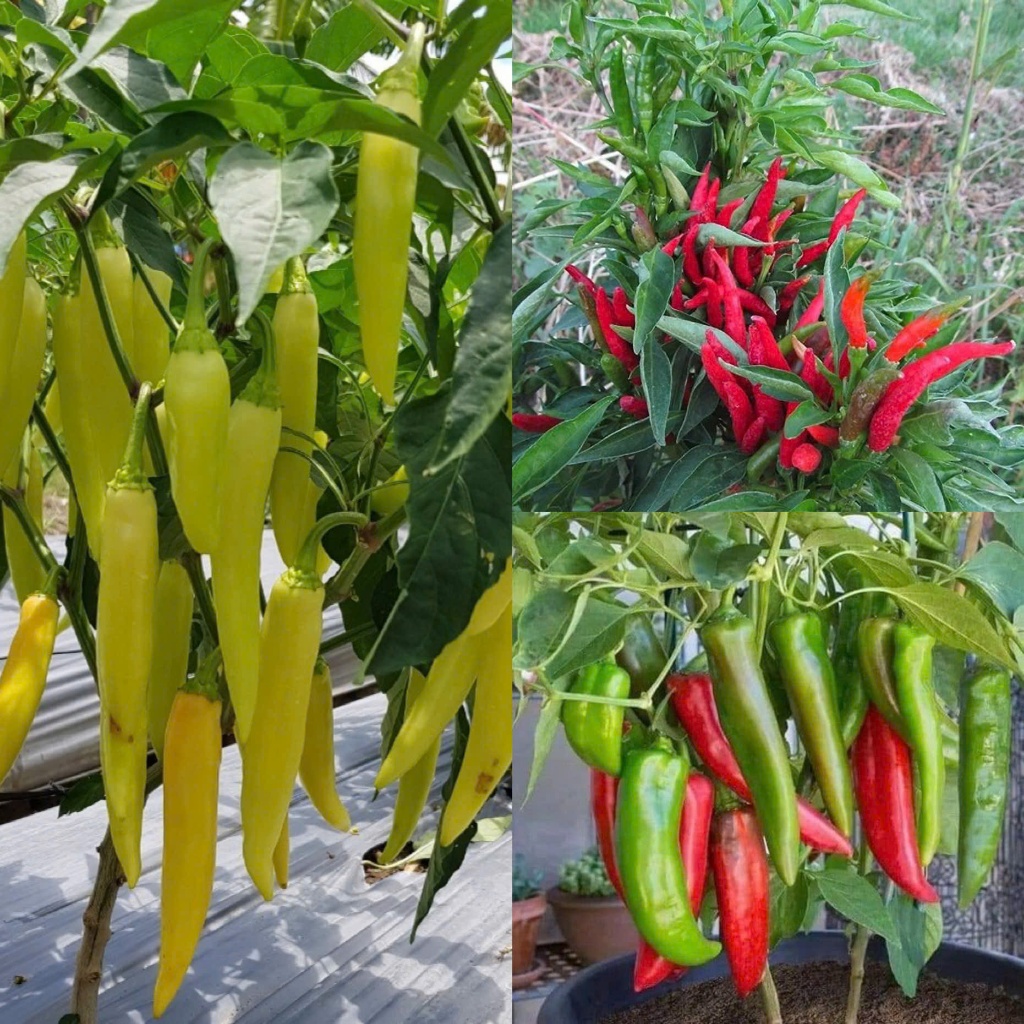 COMBO 3 Loại Hạt Giống Ớt Chất Lượng ( Ớt Chùm Chỉ Thiên - Ớt Huế - Ớt Sừng Trâu ) GM > 90%