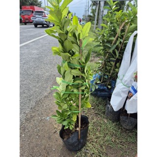 cây chanh mỹ (cây nuôi chậu lớn)