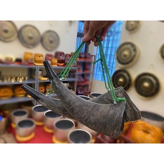 Tù và sừng trâu
