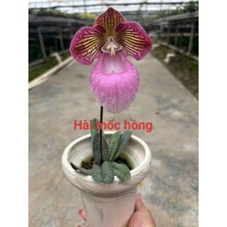 10 cây lan Hài mốc Hồng hoa thơm