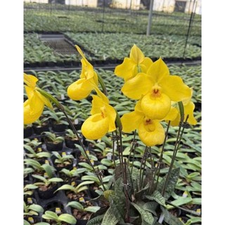 10 cây lan Hài mốc Hồng hoa thơm