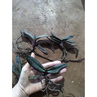 10 cây lan Hài mốc Hồng hoa thơm