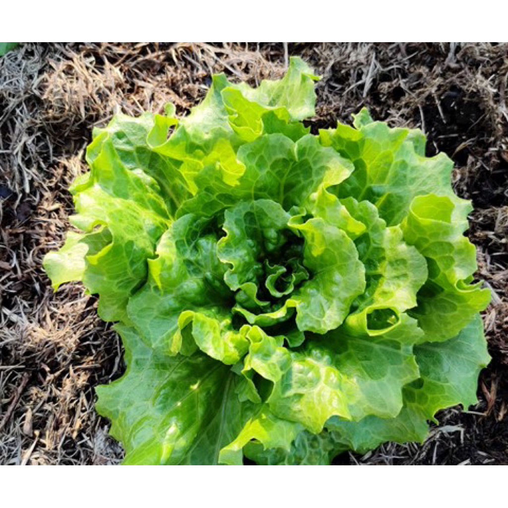 [HẠT GIỐNG XÀ LÁCH BỌC MEN JONHNY SEEDS] Hạt giống xà lách Nevada