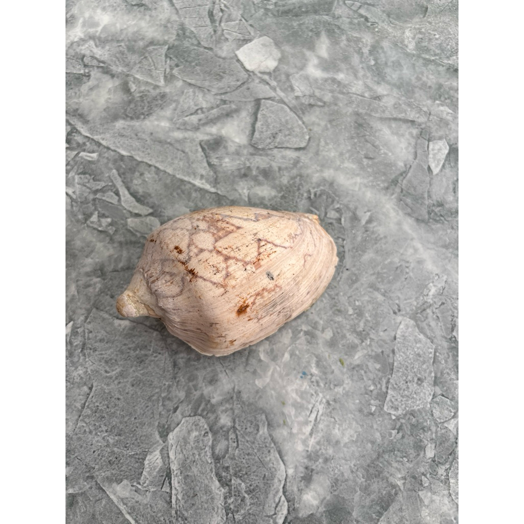 VỎ ỐC GIÁC, (Vỏ ốc sắt) - Vỏ ốc mượn hồn - Vỏ ốc trang trí nhiều kích thước đã làm sạch sẽ