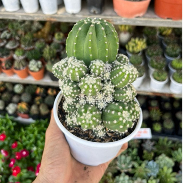 xương rồng echino