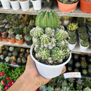 xương rồng echino