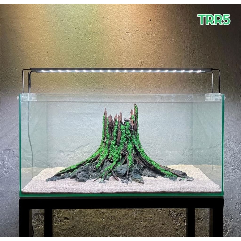 Layout nhất trụ trang trí bể cá thủy sinh 30-20-20