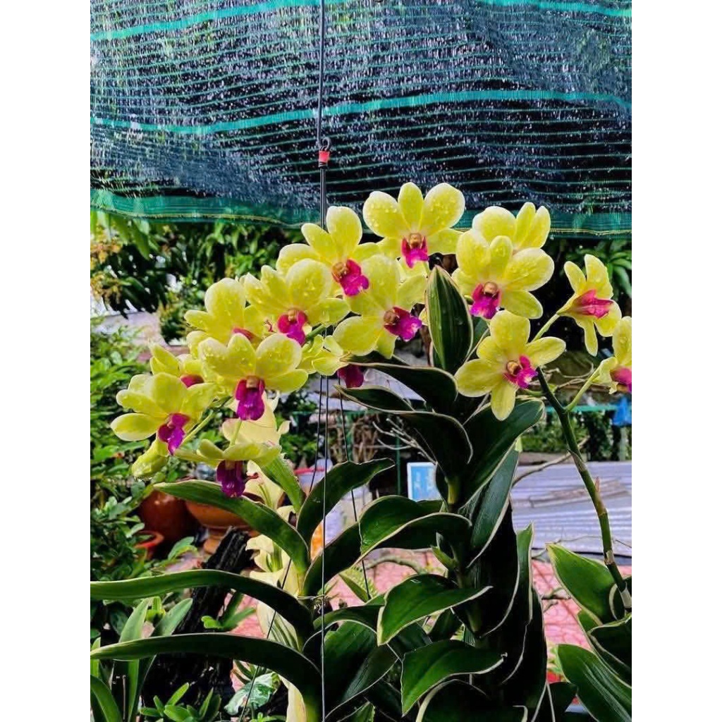 Hoa lan Denro chớp Thongchai Gold