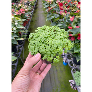 Chậu Sedum vảy cá