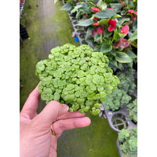 Chậu Sedum vảy cá