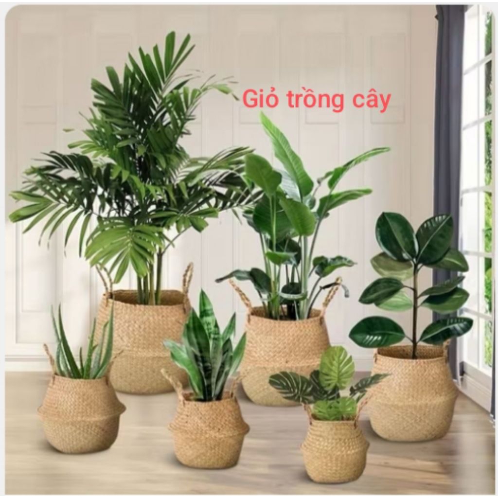 Giỏ mây tre đan trồng cây cảnh, bonsai trưng bày trong nhà, bàn làm việc, văn phòng