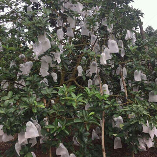 100 Túi Bọc Bưởi, Bao Bọc Xoài Ổi Vải Không Dệt Kèm Dây rút, Bảo Vệ Trái Cây Chống Côn Trùng, Chim