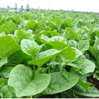 Hạt giống rau mồng tơi lá to - gói 20g