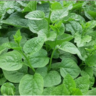 Hạt giống rau mồng tơi lá to - gói 20g