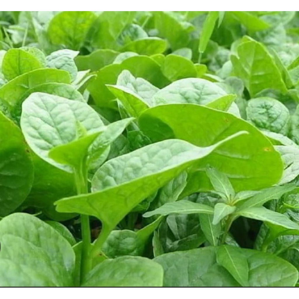 Hạt giống rau mồng tơi lá to - gói 20g