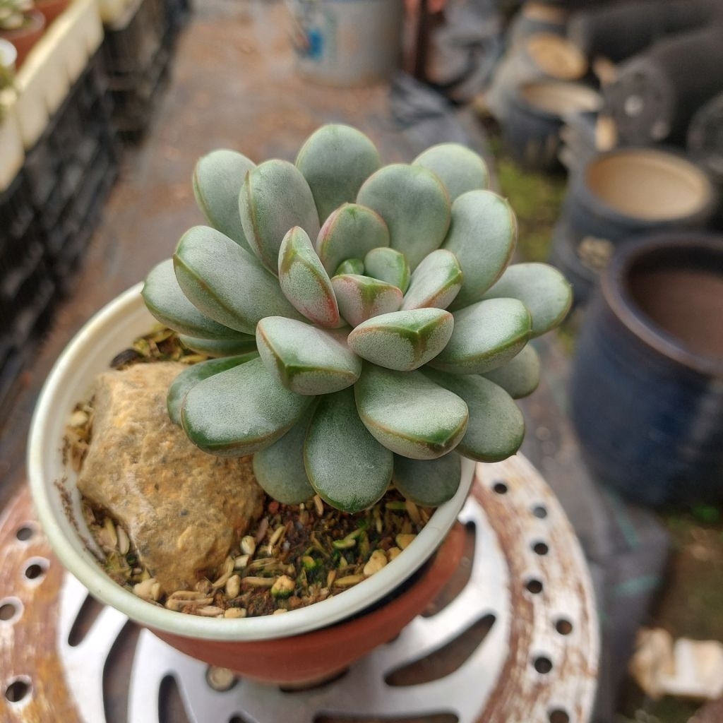 sen đá hạt nút cổ thụ Đà Lạt