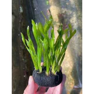 HẸ XOẮN thủy sinh (10 CÂY)