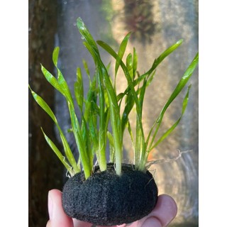 HẸ XOẮN thủy sinh (10 CÂY)