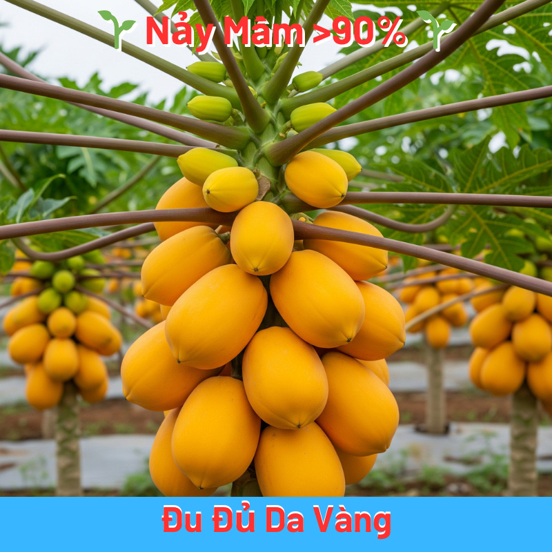 HẠT GIỐNG ĐU ĐỦ DA VÀNG 10 HẠT