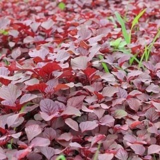 Hạt Giống Rau Dền Đỏ Cao Sản – Dễ Trồng, Trồng Thùng Xốp Ban Công