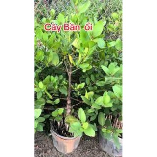 Bấn ổi  chuẩn giống