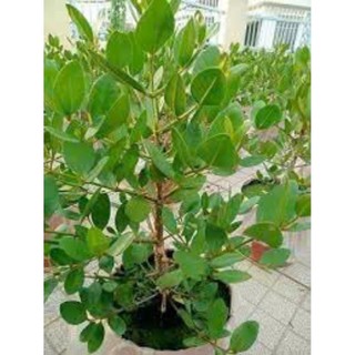 Bấn ổi  chuẩn giống