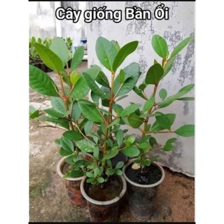 Bấn ổi  chuẩn giống