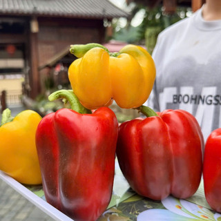 Ớt Chuông Mộc Châu