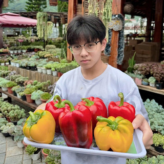 Ớt Chuông Mộc Châu
