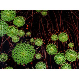 Ấu thái thủy sinh siêu đẹp cho hồ cá tép cảnh hòn non bộ