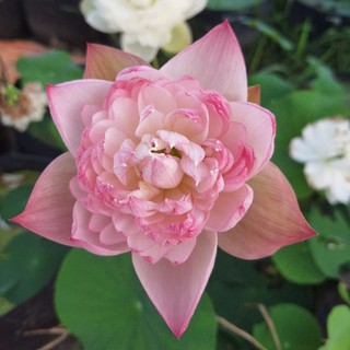 Củ sen trung Super lotus