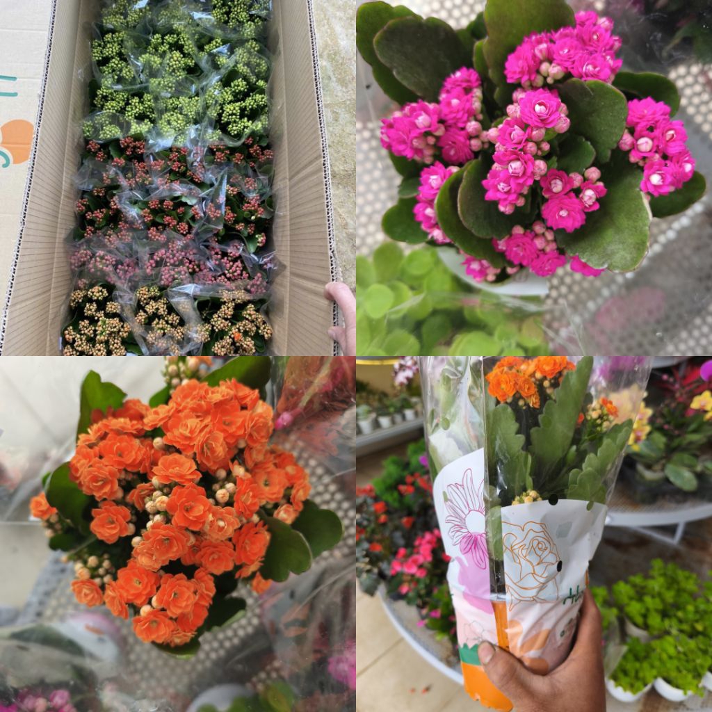 Chậu hoa sống đời