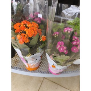 Chậu hoa sống đời