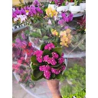 Chậu hoa sống đời