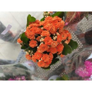 Chậu hoa sống đời