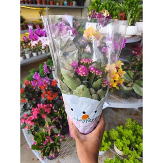 Chậu hoa sống đời