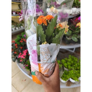 Chậu hoa sống đời