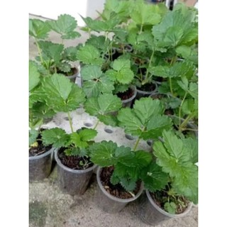 Combo 10 cây  mô vỉ dâu ÚC 🍓( loại giống rất chuộng, trái to, ít bệnh.