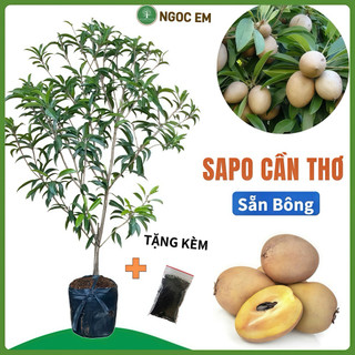  Cây Hồng Xiêm   Sapo  Cần Thơ sẵn bông _ trứng gà_Lồng mứt trái dài cao 1m5 