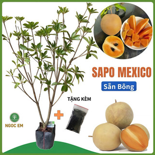  Hồng xiêm mexico   Sapo  sẵn bông và trái  cao tầm 1mét5   dễ trồng nhanh 