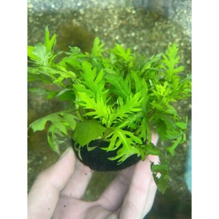 THỦY CÚC (8 nhánh)