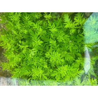 THỦY CÚC (8 nhánh)