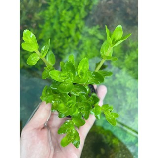 MÓNG TAY - LỆ NHI (15 NHÁNH)