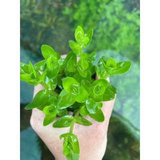 MÓNG TAY - LỆ NHI (15 NHÁNH)