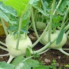 #Hạt_Giống_Su_Hào ( Mua 3 gói tặng 1 gói )