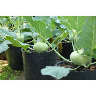 #Hạt_Giống_Su_Hào ( Mua 3 gói tặng 1 gói )