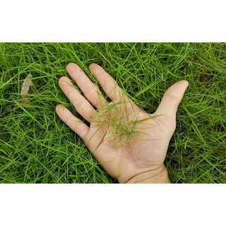 #Hạt_giống_cỏ_nhung (tặng kèm kích mầm)