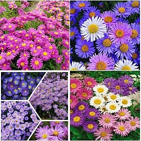#Hạt_giống_thạch_thảo ( Mua 3 gói tặng 1 gói )